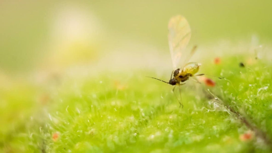 How to prevent Fungus Gnats in your houseplants