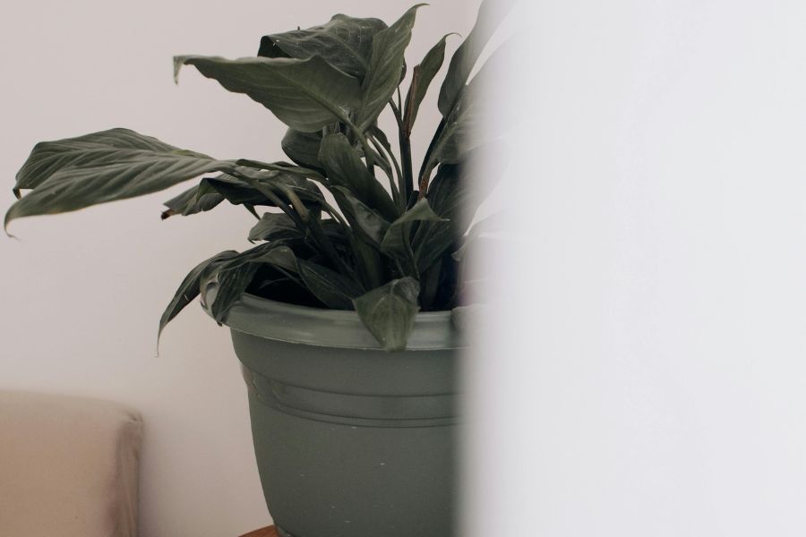 Can cold air harm my houseplants?