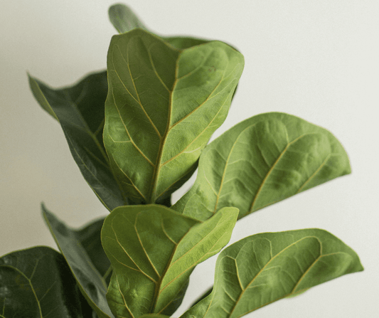 How do I grow a Fiddle Leaf Fig?