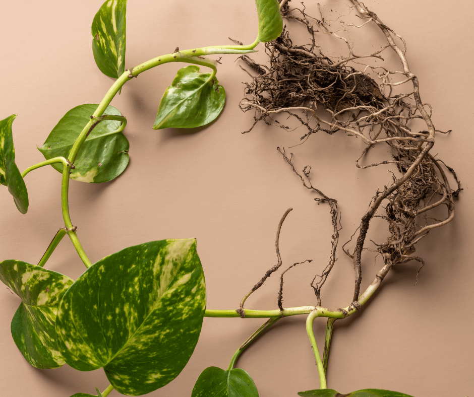 The Essential Guide to Houseplant Roots