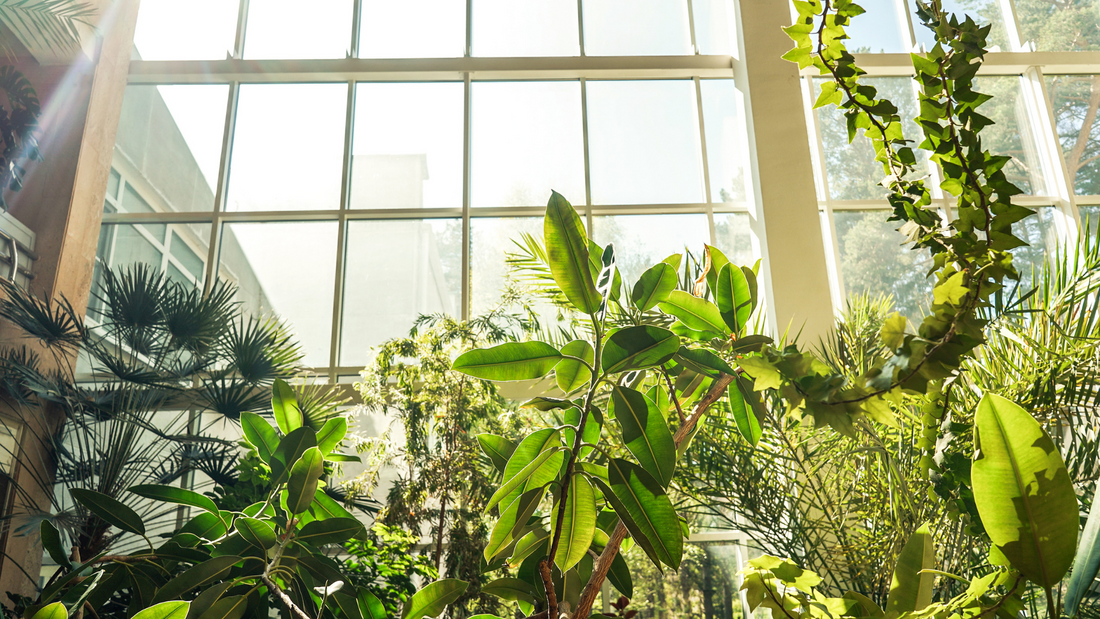 5 signs your houseplants aren't getting enough light