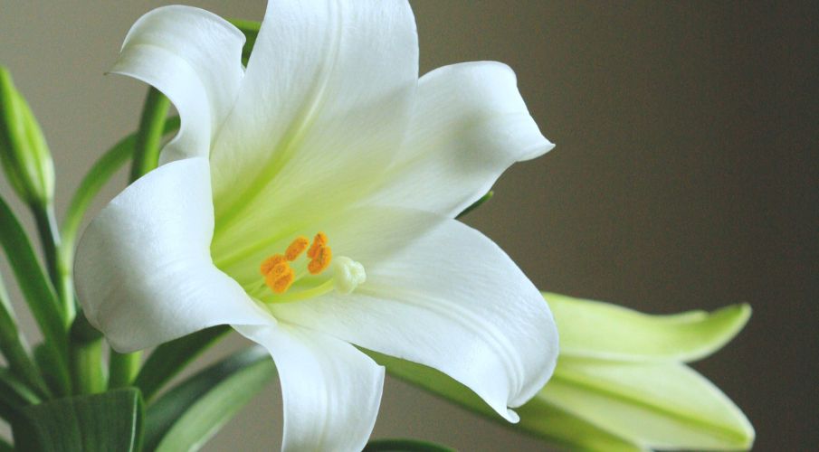 How to Grow A Healthy Easter Lily