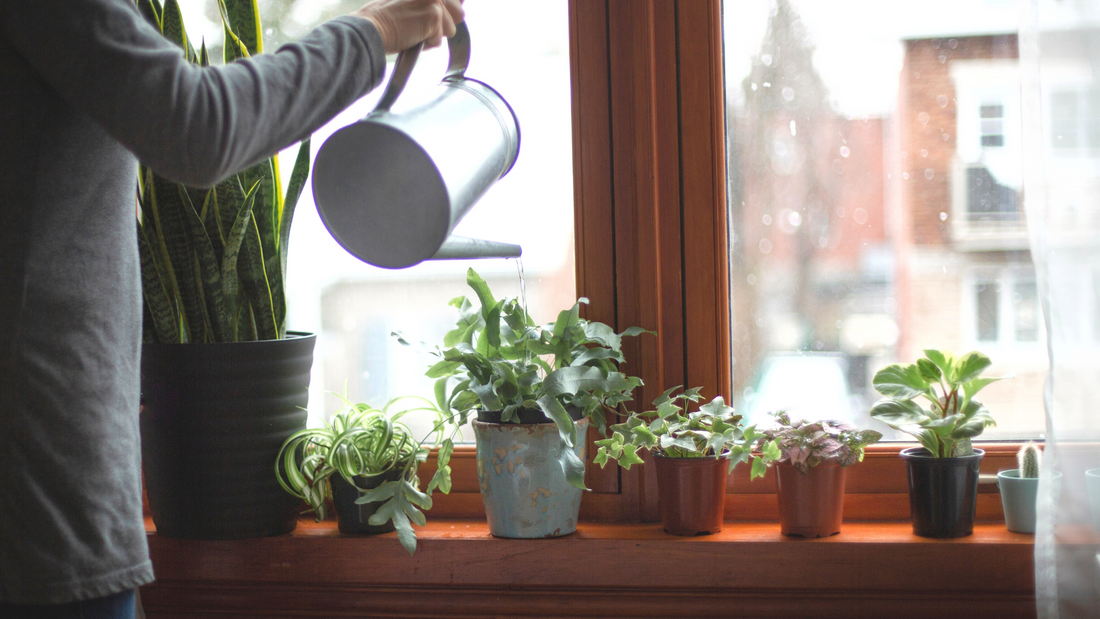 Tips for keeping your houseplants happy through Winter