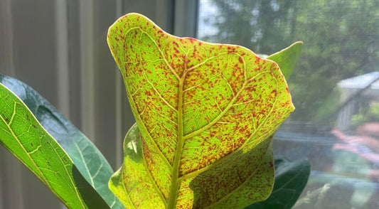 4 Common Problems With Fiddle Leaf Figs
