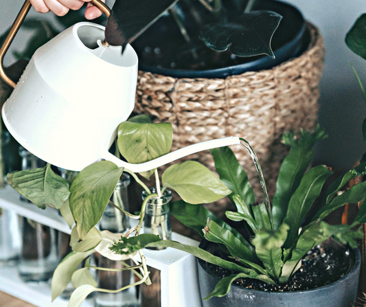 Spring houseplant guide for Queensland