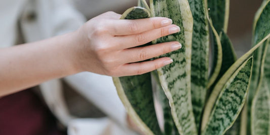 3 Easy To Care For Houseplants