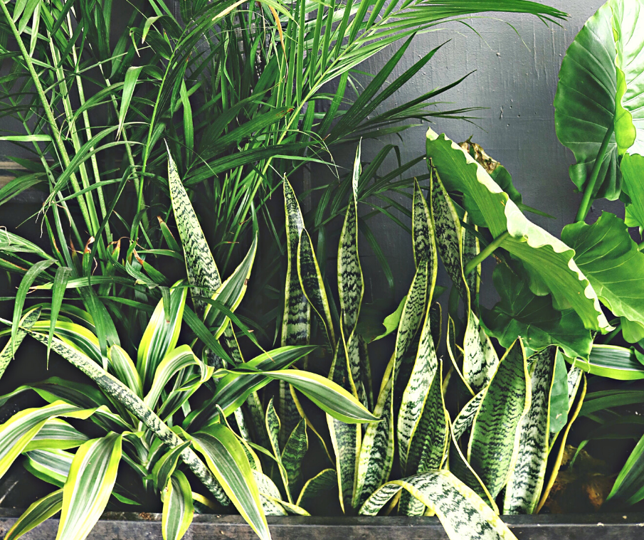 The Spring Houseplant Guide to NSW & ACT