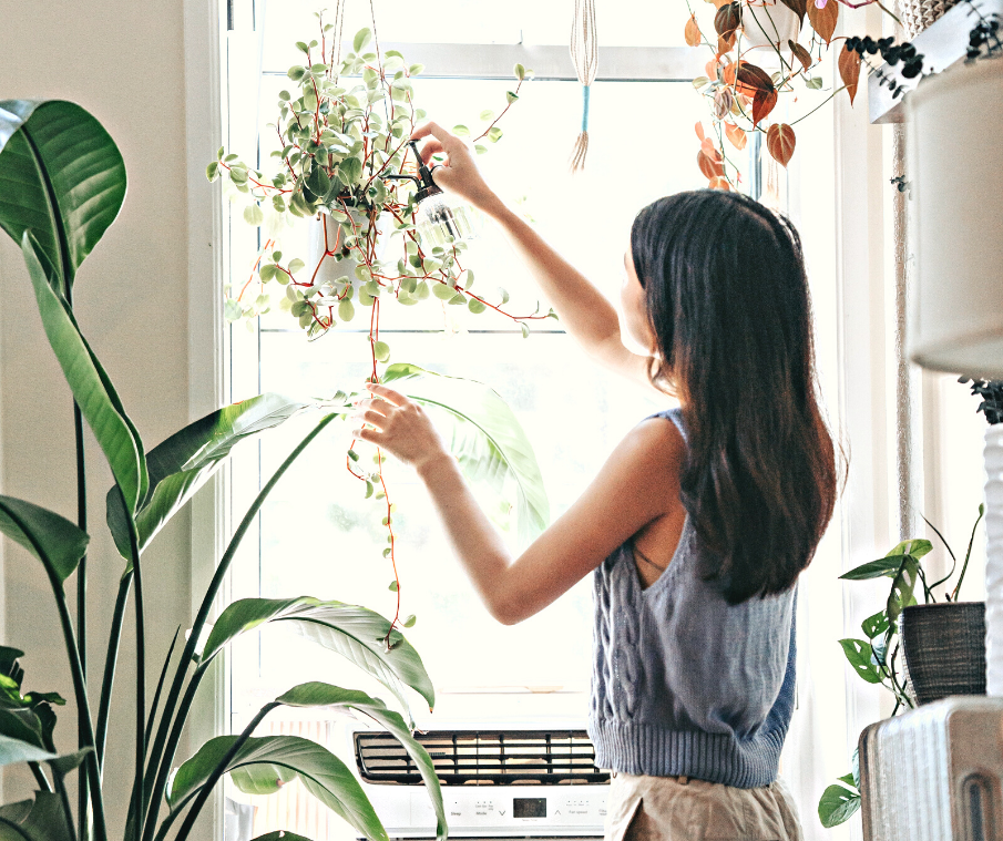 The Spring Houseplant Guide for Victoria – We The Wild