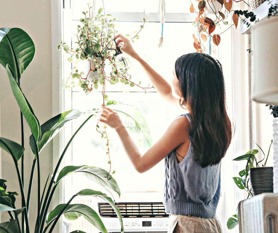 The Spring Houseplant Guide for Victoria
