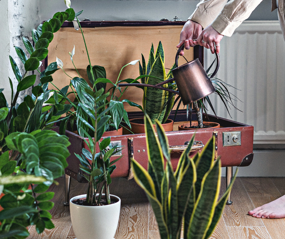 4 low light houseplants and how to care for them