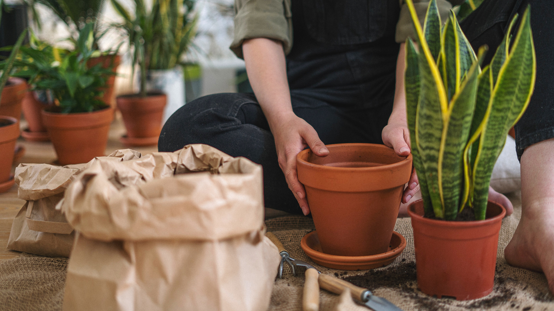 A guide to repotting this Spring