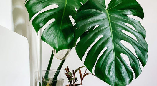 Why do houseplants grow more in spring?