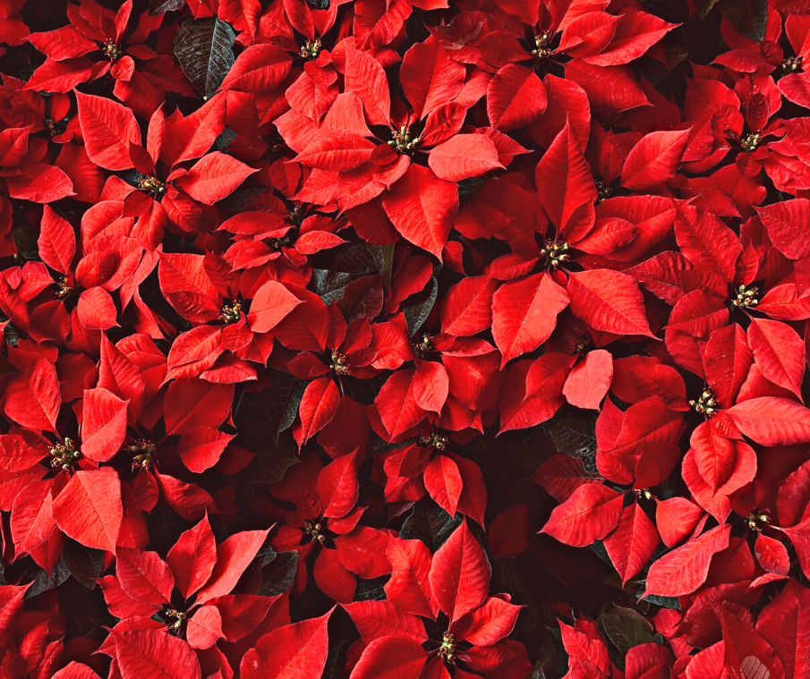 4 of our Fave Christmas Plants and How to Care For Them