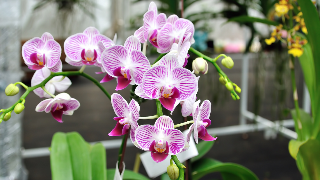 3 Ways to Keep Orchids Flowering Longer