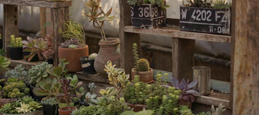 Autumn Plant Care Guide: How to Prepare Your Plants for the Seasonal Change