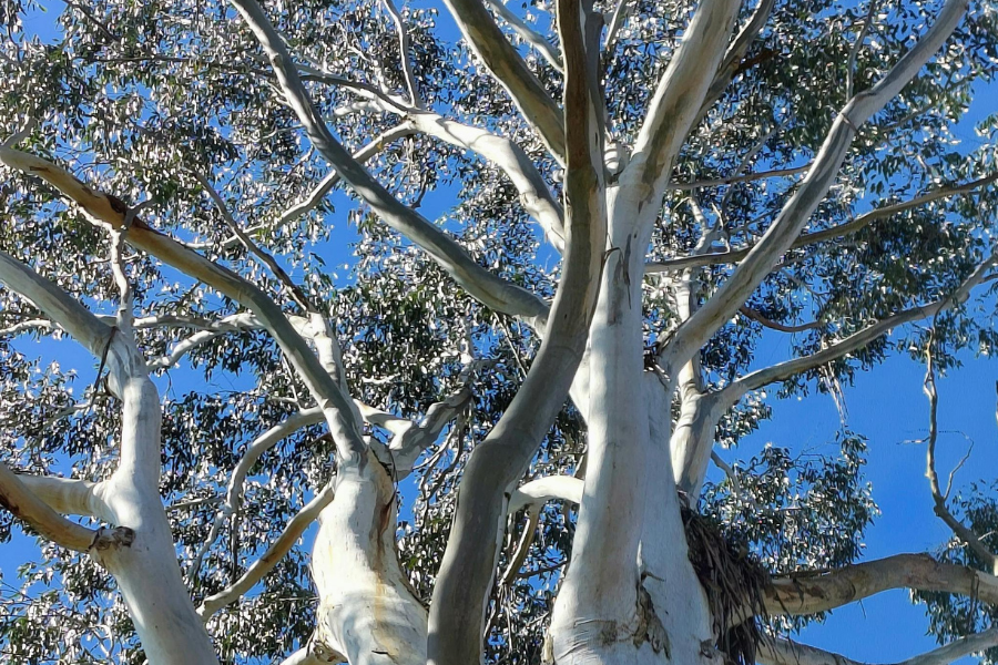 3 Ways Eucalyptus Oil Helps Houseplants...Powerful Ingredient For Houseplant Pest Management
