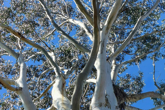 3 Ways Eucalyptus Oil Helps Houseplants...Powerful Ingredient For Houseplant Pest Management