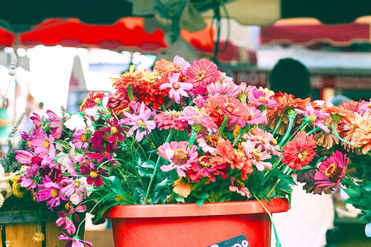 flowering plant at the plant market