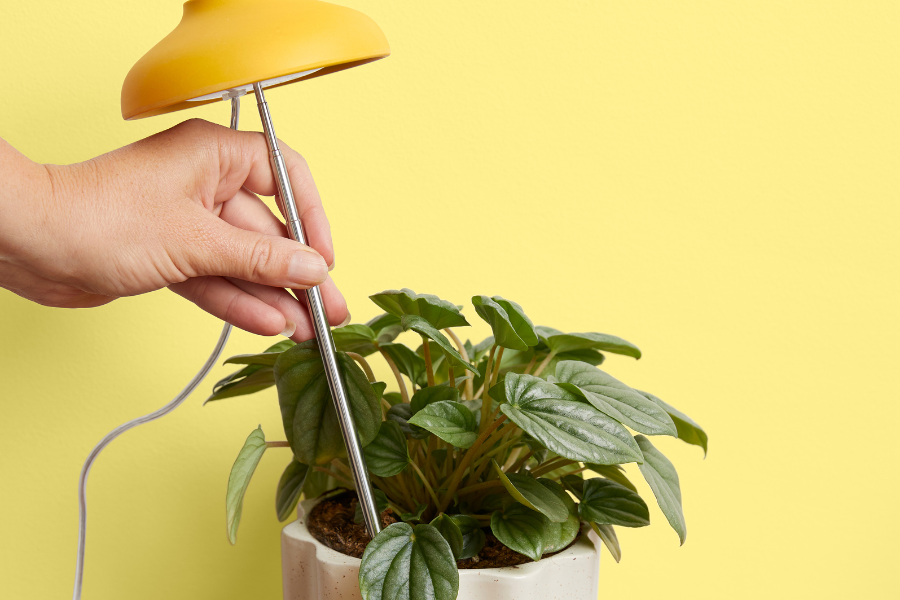 5 Common Winter Houseplant Problems And How To Fix Them