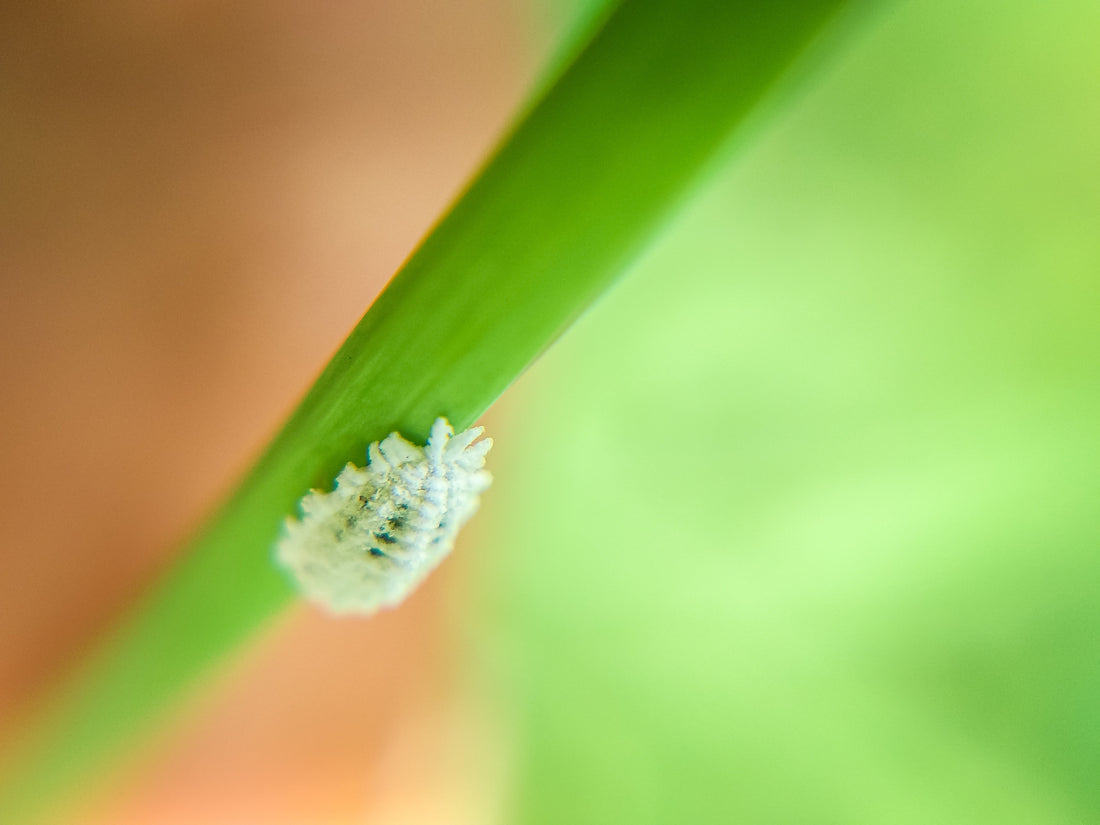 What are mealybugs and how to fight them?