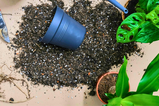 Root Rot 101: How to Spot It and Save Your Plants