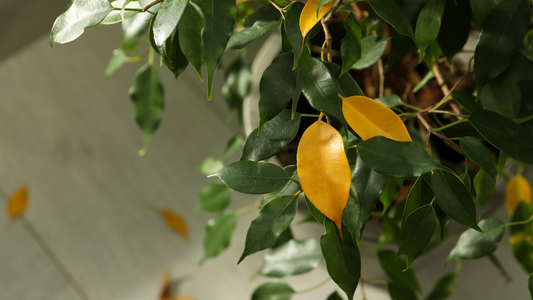 Decoding the Drama of Yellow Leaves on Your Plants