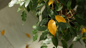 Decoding the Drama of Yellow Leaves on Your Plants – We The Wild