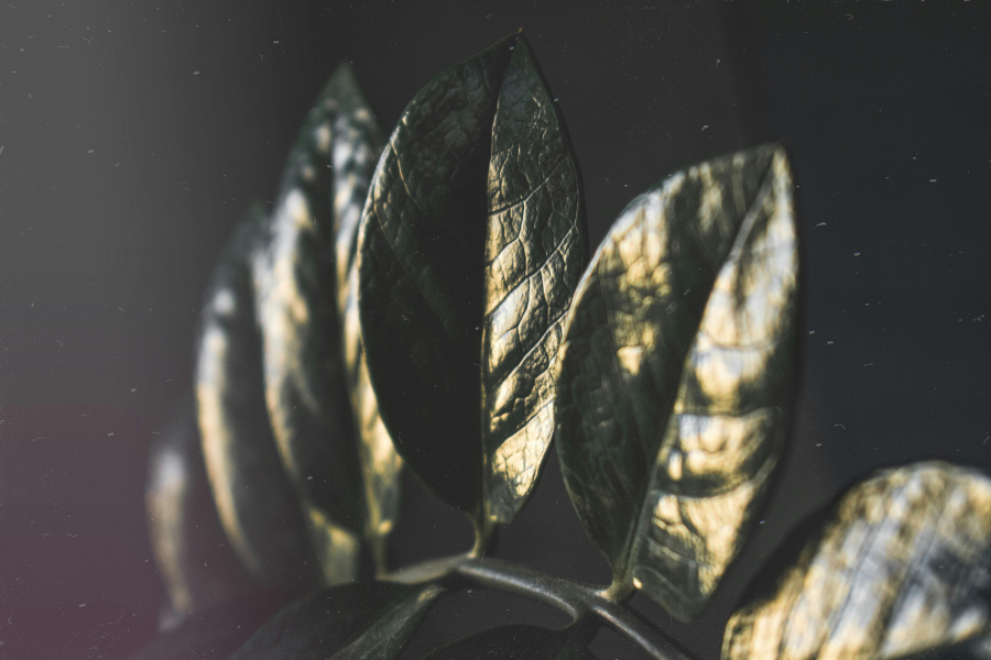 3 Wacky Houseplants To Grow in Winter