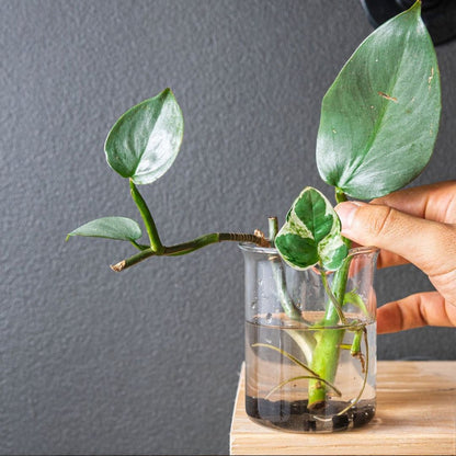 Plant Mum Gift Bundle