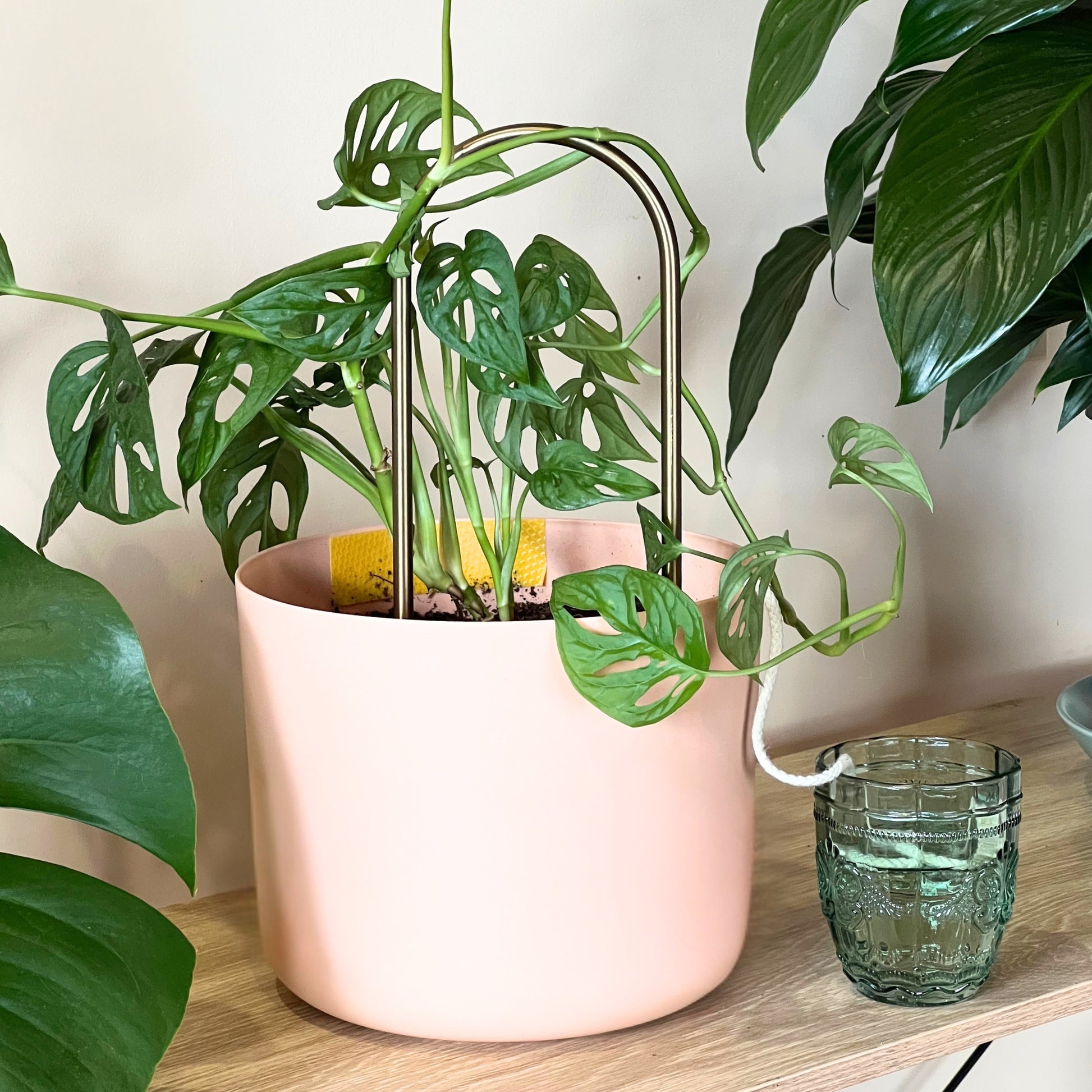 plant pot climbers Self Watering Plant Climber – We The Wild
