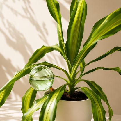 PRE-ORDER Self-Watering Globe