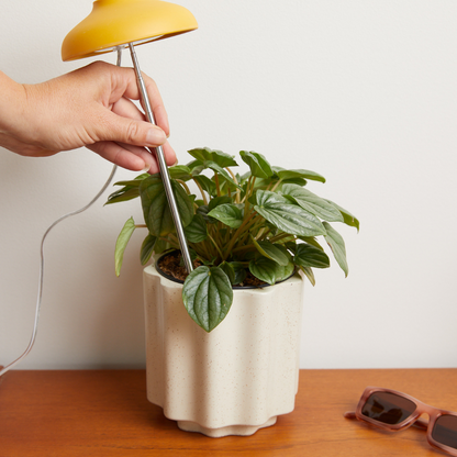 Instant Sun Grow Lamp