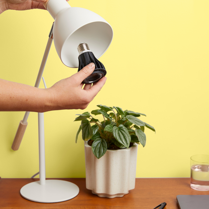 Instant Sun Grow Bulb