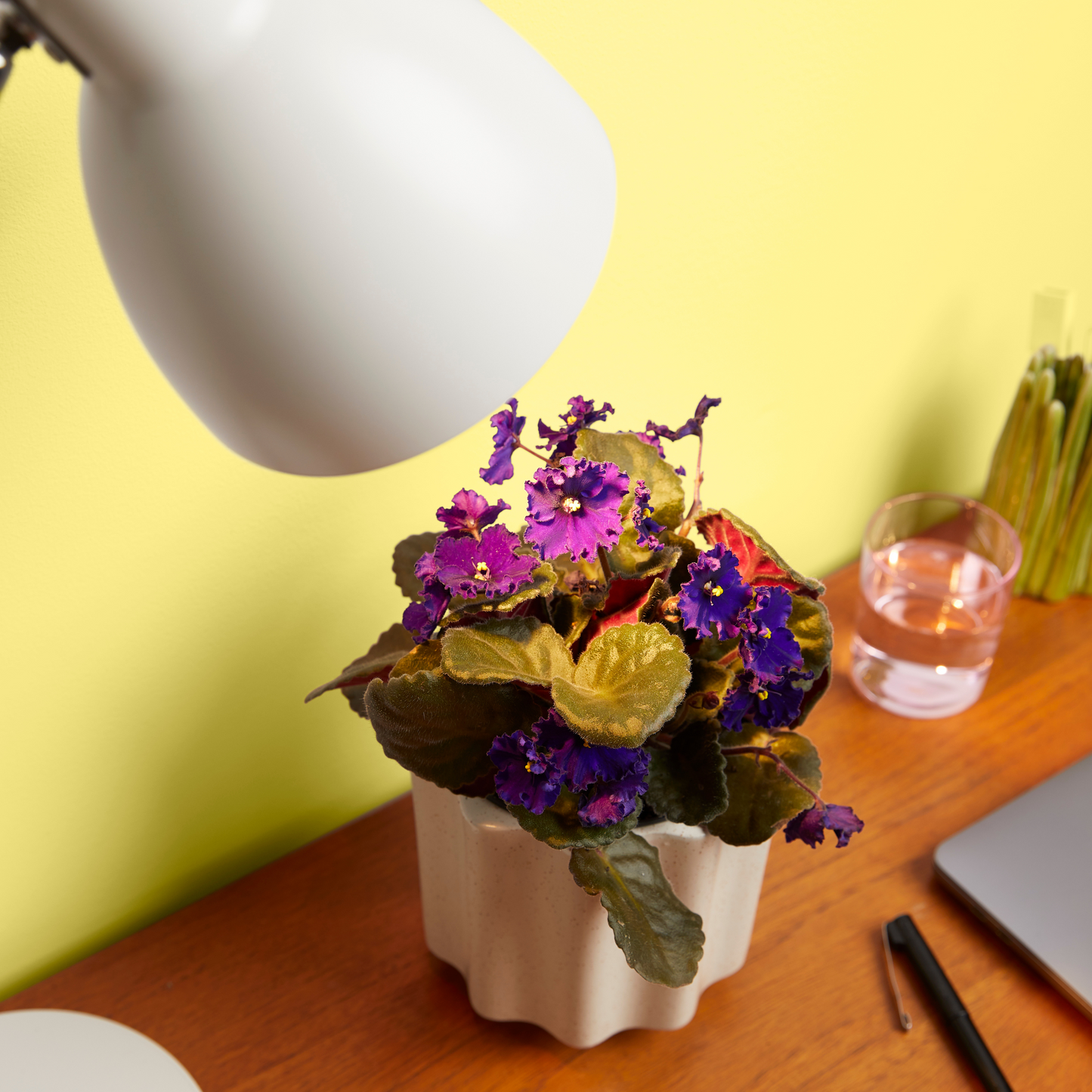 Instant Sun Grow Bulb