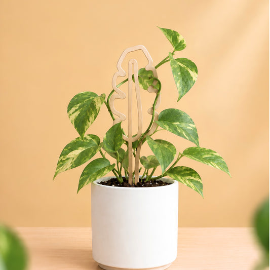 Brass Houseplant Grow Poles