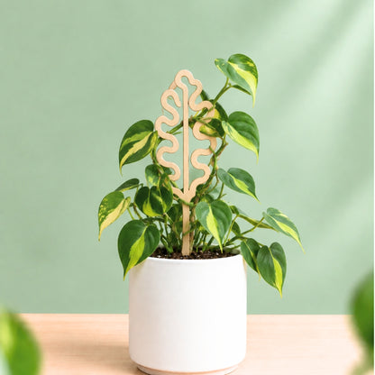 Brass Houseplant Grow Poles