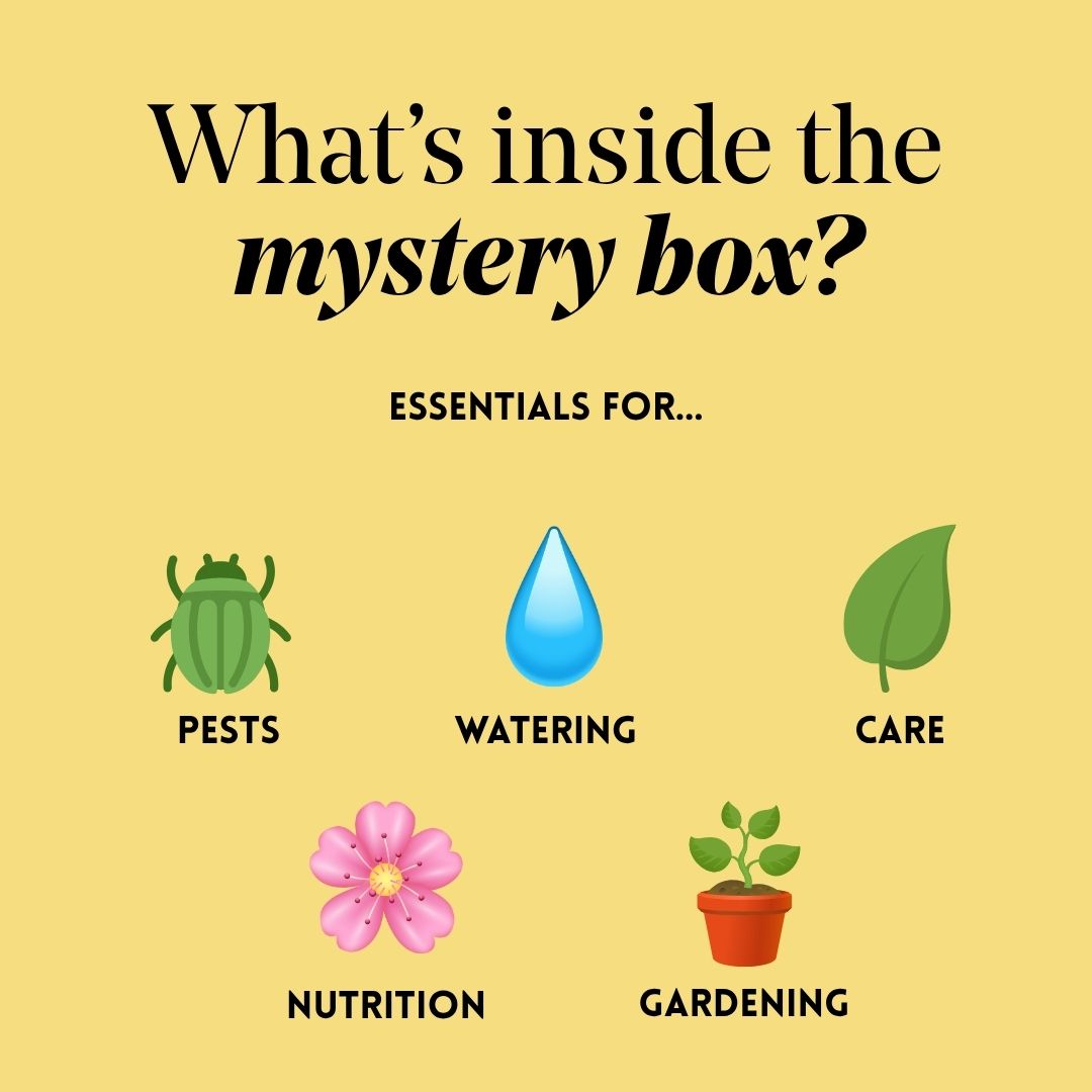Mystery Spring Box