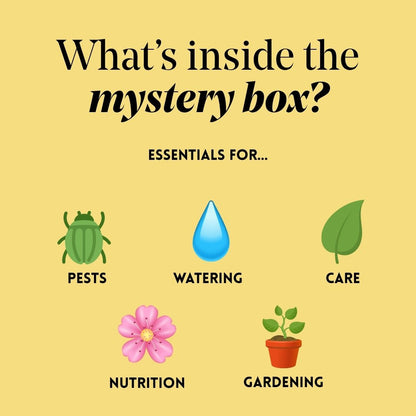 Mystery Spring Box