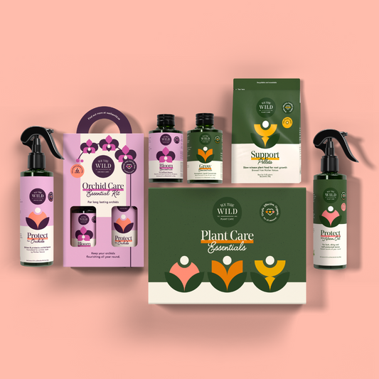 Orchid + Houseplant Bundle