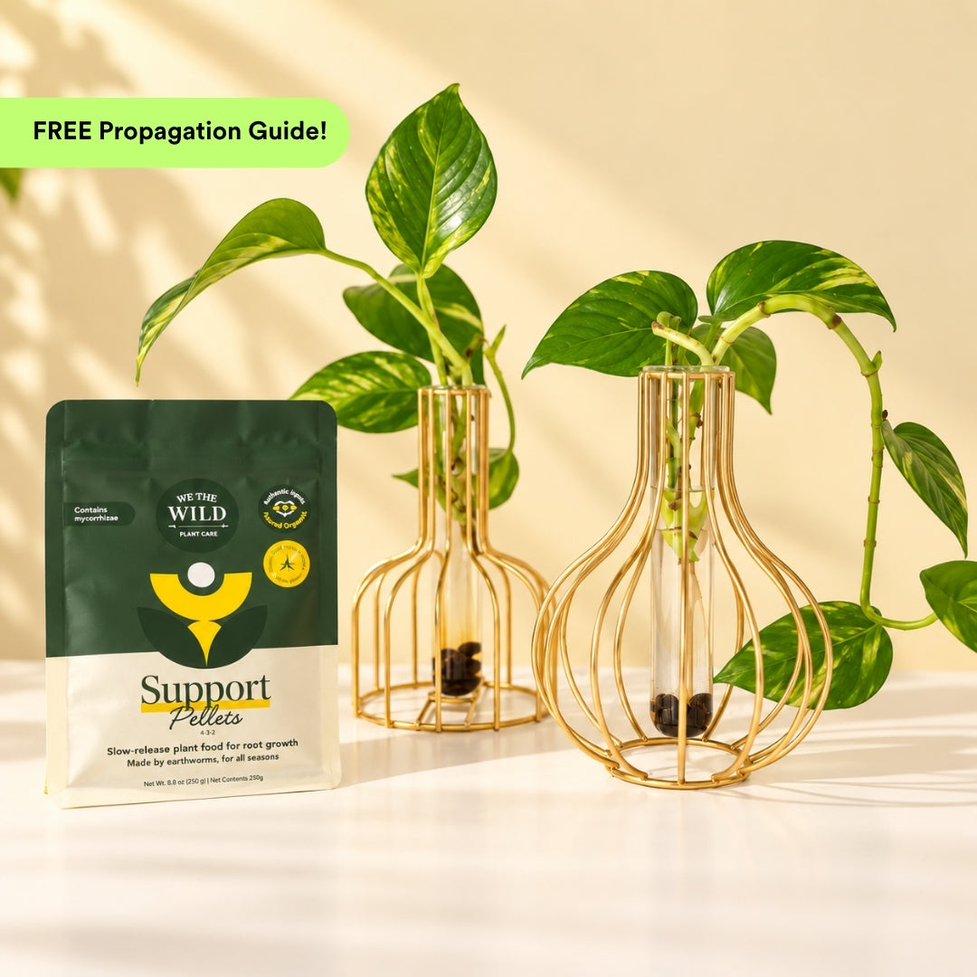 Brass Propagation Bundle