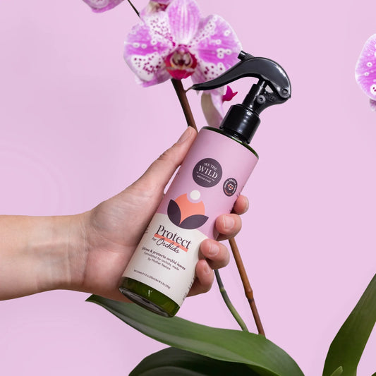 Orchid Protect Spray