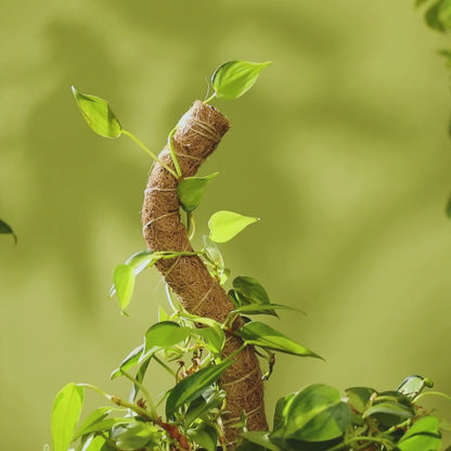 Coco Climber Stackable Grow Pole