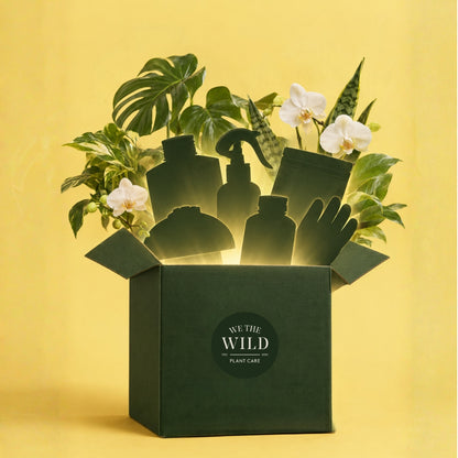 Mystery Spring Box
